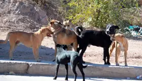 Piden denunciar maltrato animal