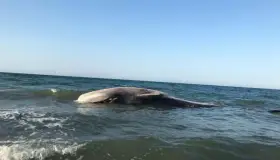 Aparece muerta ballena rescatada hace dos días en Puerto Peñasco
