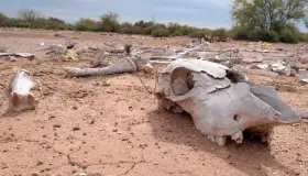 Muere ganado ante sequía