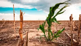 Persiste sequía a pesar de lluvias