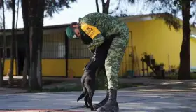Perritos callejeros encuentran hogar gracias a militares