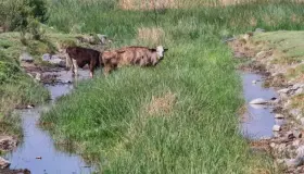 Aún con sequía, 42.6% del territorio nacional