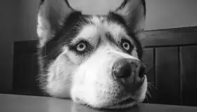 Piden justicia para Alpha, un husky asesinado en San Miguel de Allende