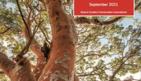 3 de cada 10 especies de árboles en México se encuentran en peligro de extinción