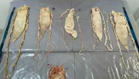 Multan a 2 personas con 14 mdp por tráfico de totoaba