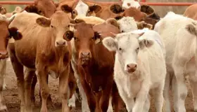 Cierra ciclo ganadero con caída en exportación