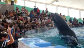 Celebra Delfinario 15 años llevando esperanza a familias